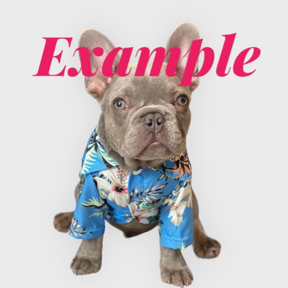 Hawaiian Dog / Cat Shirt For Small Dog Clothes - Chihuahua, Yorkshire, Puppy - Picture 4 of 5